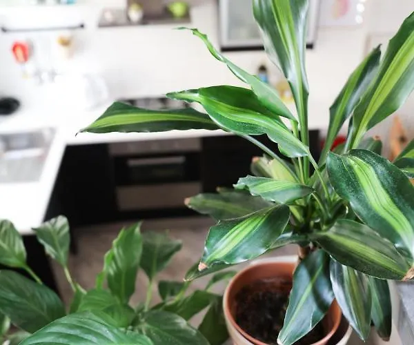 Modern Loft In The Heart Of Appartement Camaiore